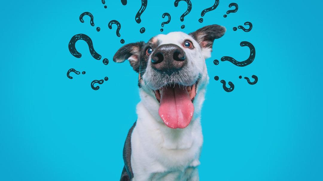 Background image for Inside the Mind of a Dog