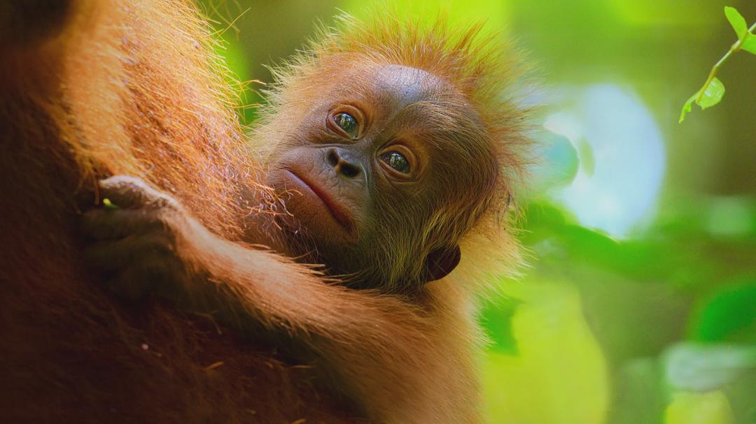 Background image for Secret Lives of Orangutans