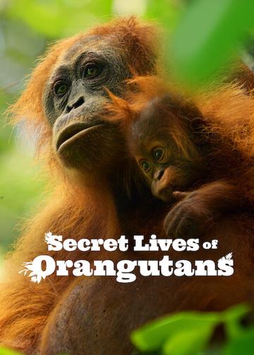 Az orangutánok titkos élete poszter