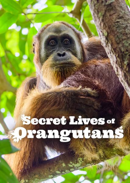 Movie poster for Secret Lives of Orangutans