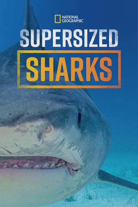 Poster för Supersized Sharks