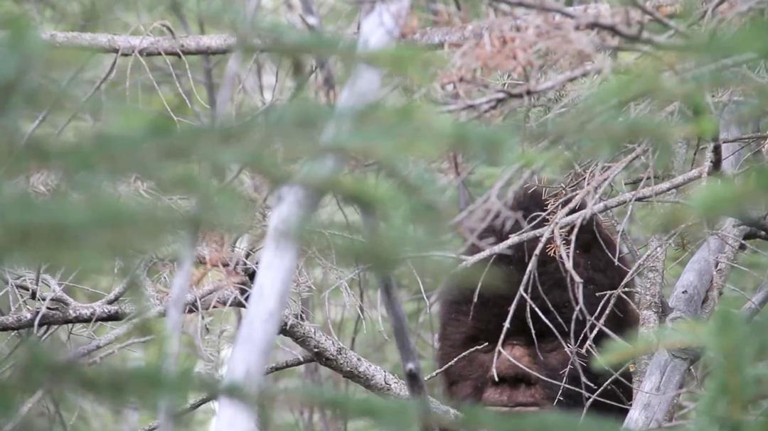 Background image for Discovering Bigfoot