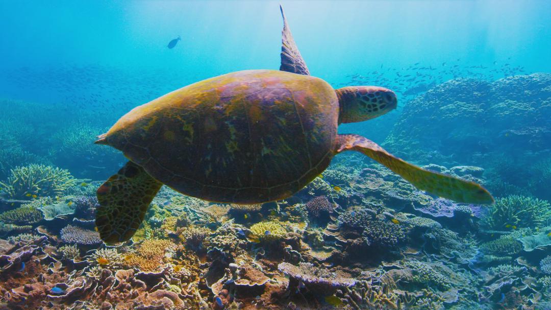 Background image for David Attenborough: A Life on Our Planet