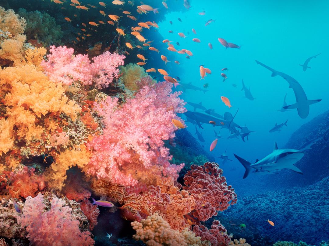 Background image for Coral Reef Adventure