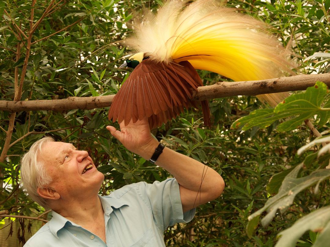 Background image for Attenborough's Paradise Birds
