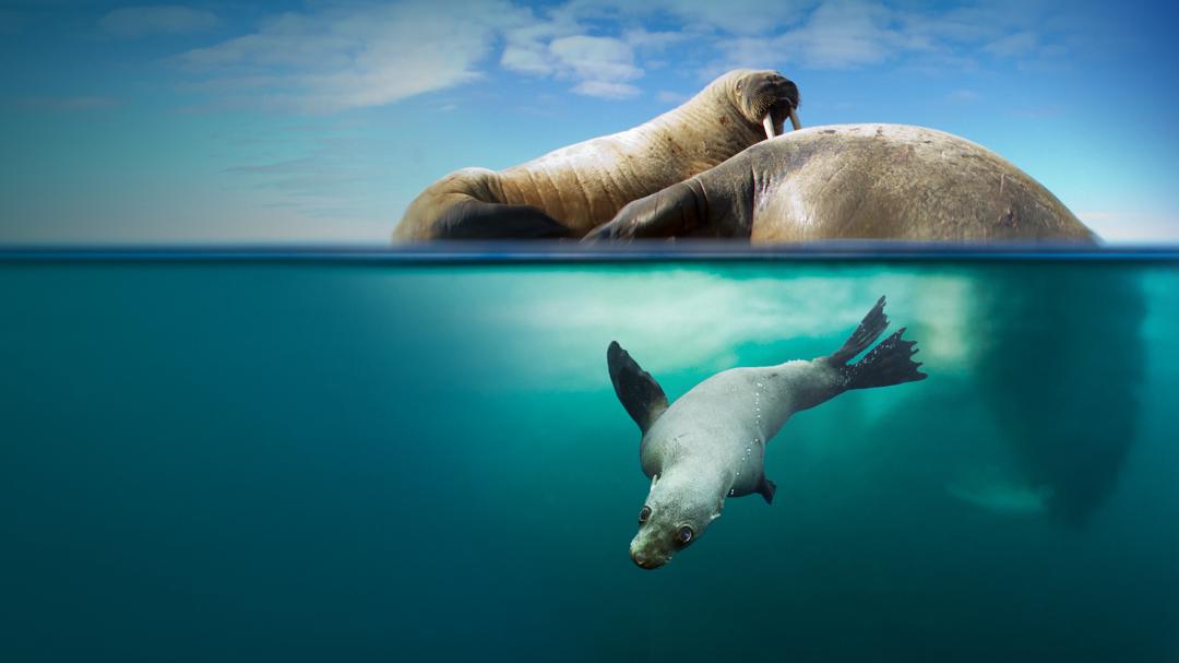 Background image for Blue Planet II