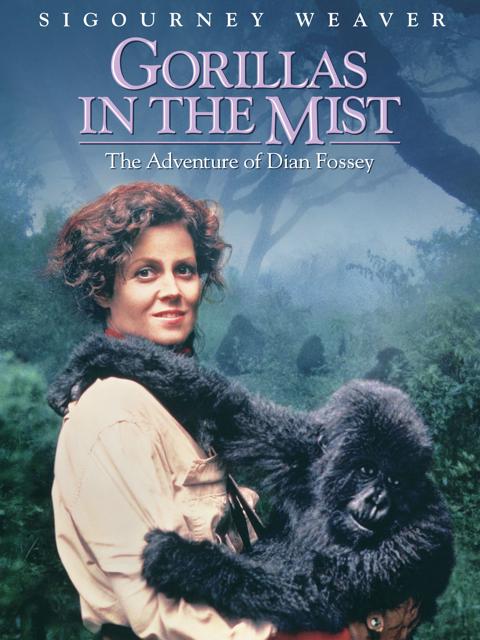 Gorillas in the Mist