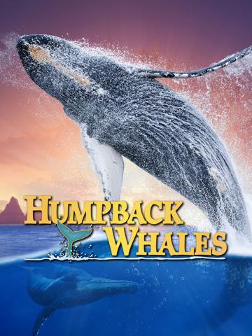 Humpback Whales poszter