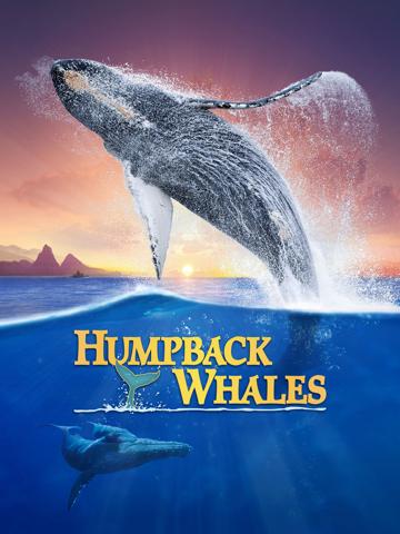Humpback Whales poszter