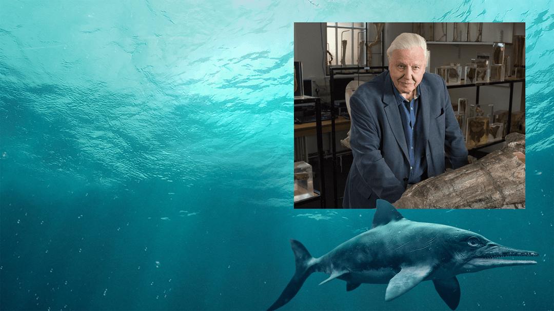 Background image for Attenborough and the Sea Dragon