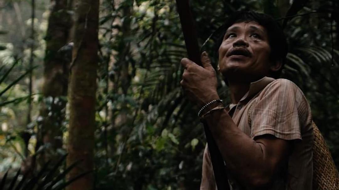 Background image for Tawai: A Voice from the Forest