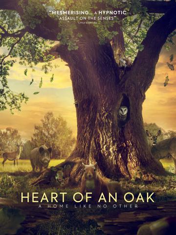 Heart of an Oak