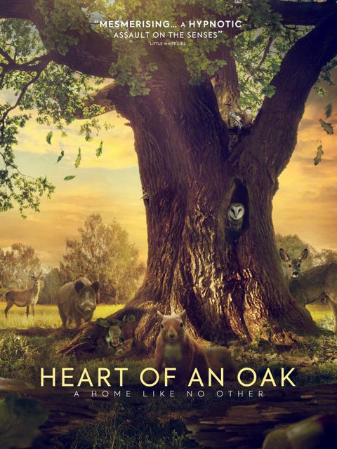 Movie poster for Heart of an Oak