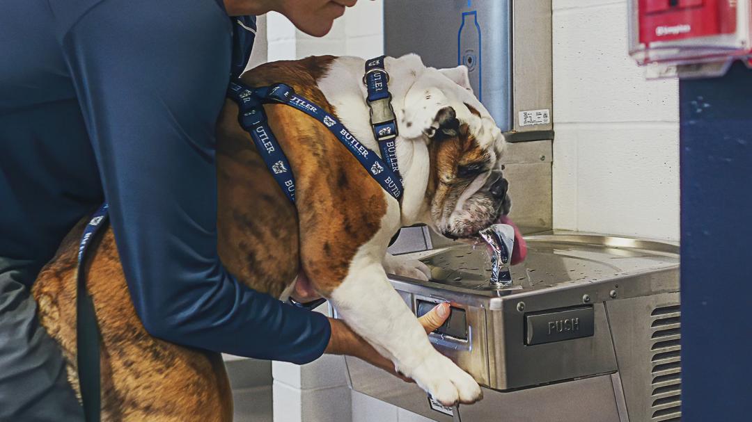 Background image for Dogs