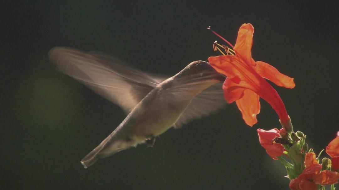 Background image for Hummingbirds: Jewelled Messengers