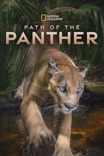 Everglades: A puma nyomában poszter