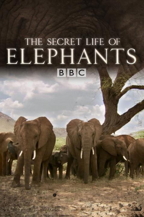 Series poster for The Secret Life of Elephants