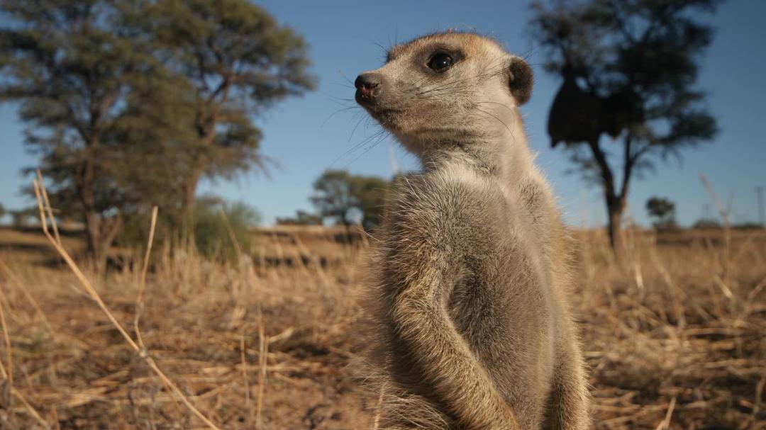 Background image for Meerkat Manor