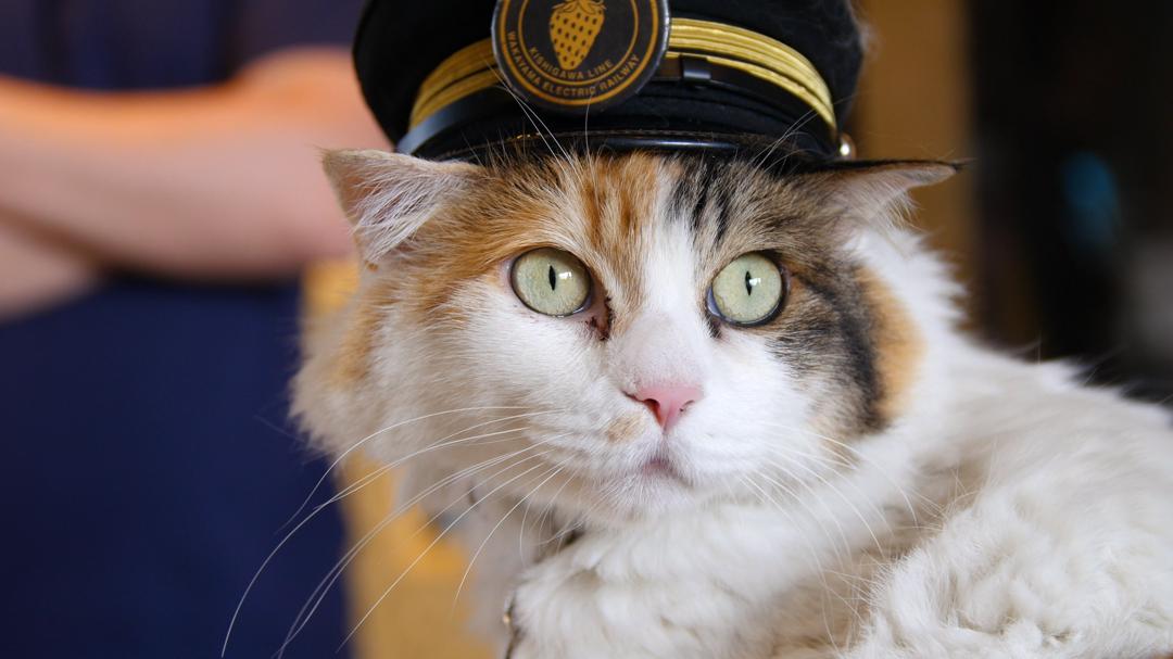 Background image for Cat Nation