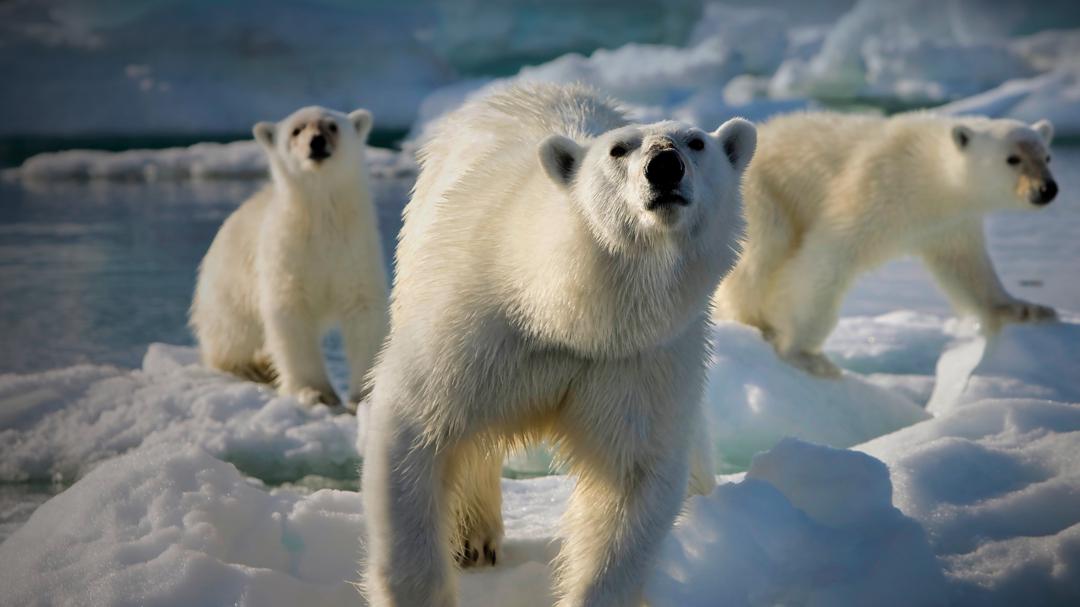 Background image for Frozen Planet