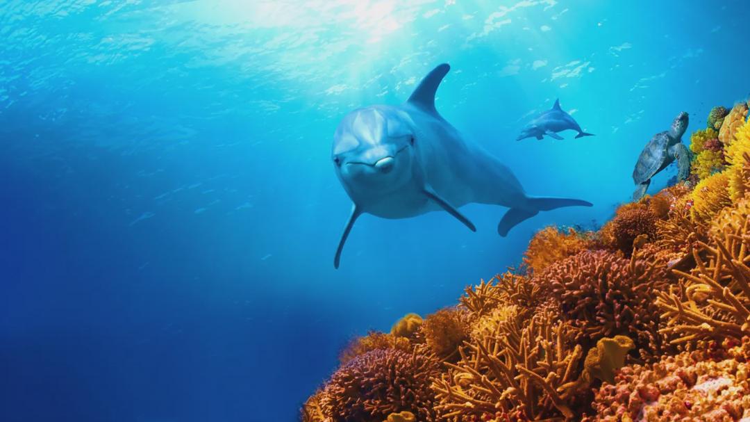 Background image for Dolphin Reef