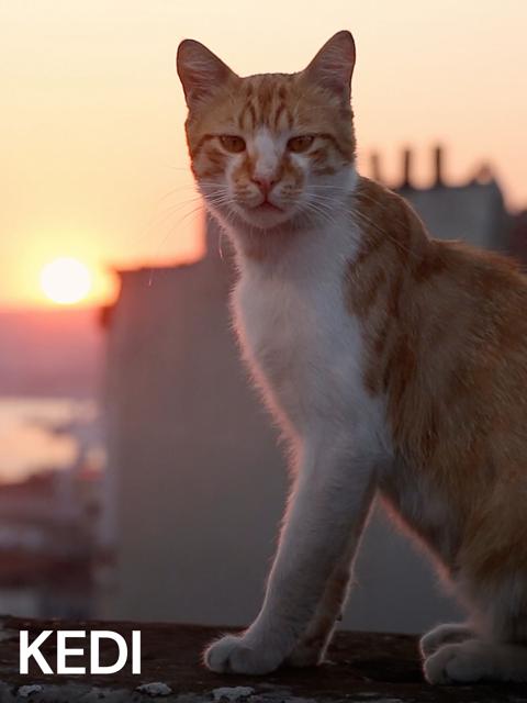 Kedi