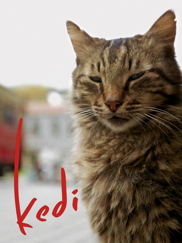 Kedi