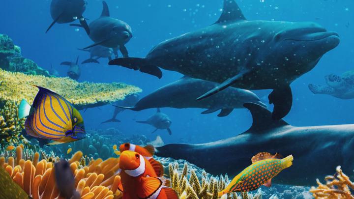 David Attenborough ile Okyanuslar