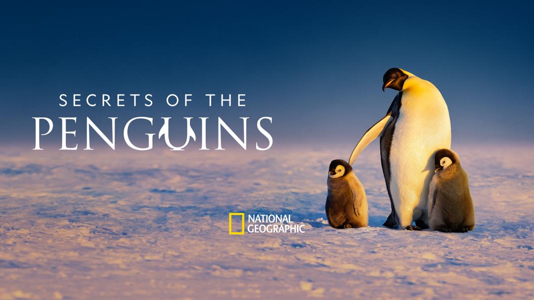 Background image for Secrets of the Penguins