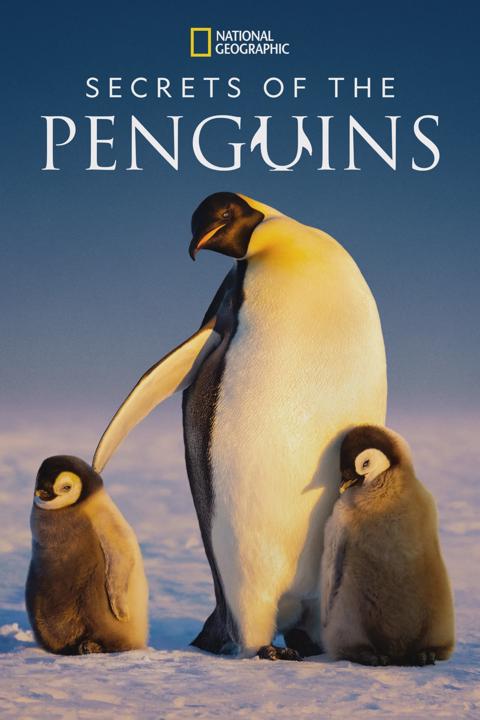 Poster för Secrets of the Penguins