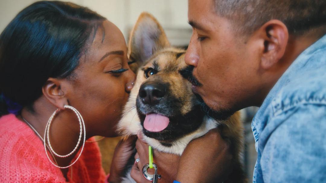 Background image for Canine Intervention