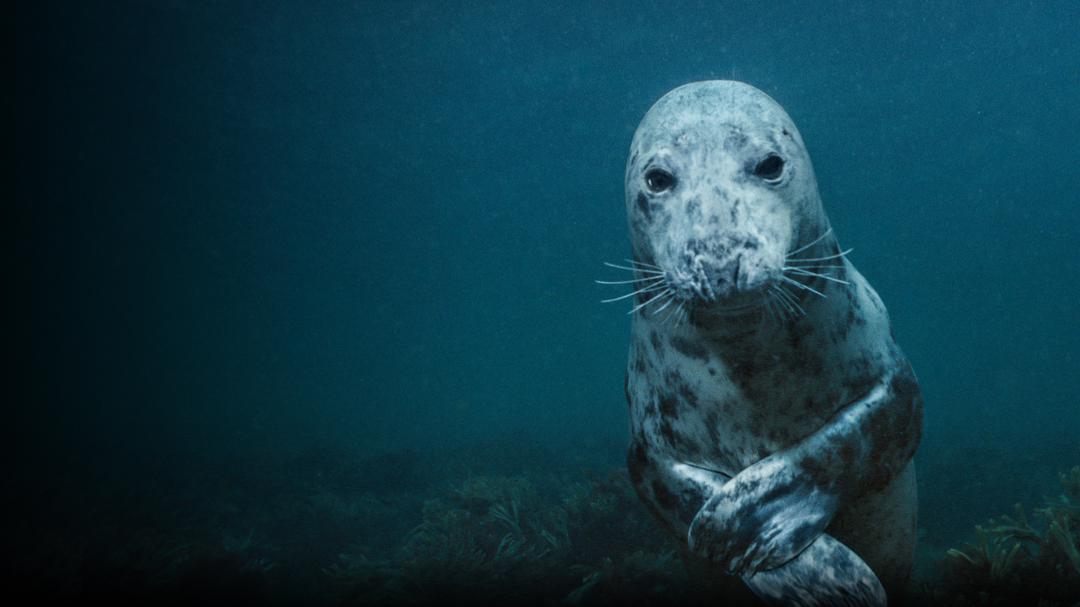 Background image for Sea Change: The Gulf of Maine