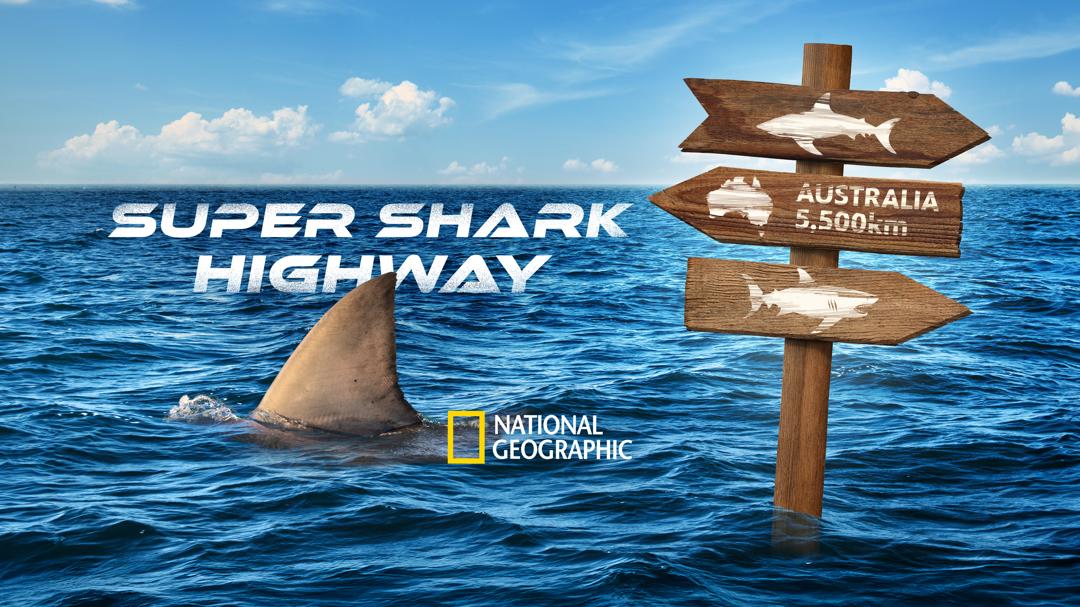 Background image for Super Shark Highway