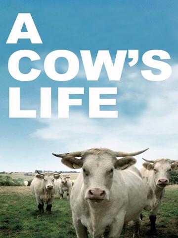 Bovines poszter