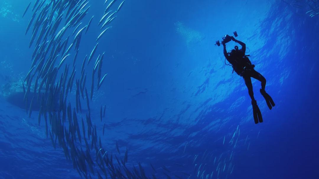 Background image for Sharks of Lost Island