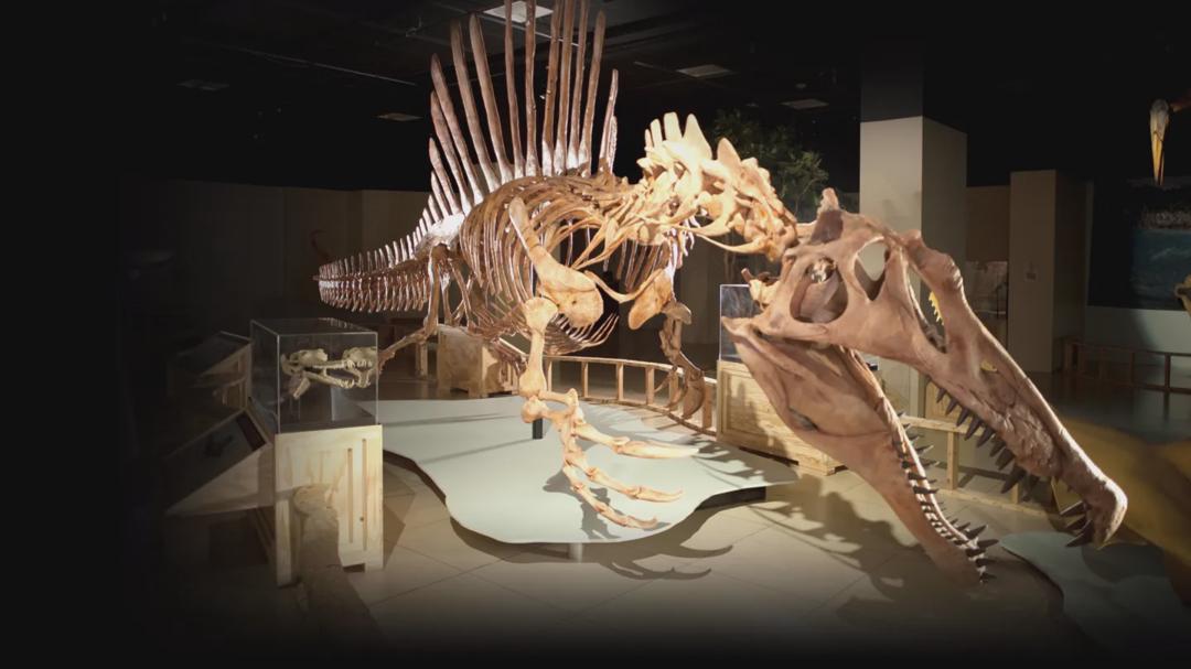 Background image for Top 10 Biggest Beasts Ever