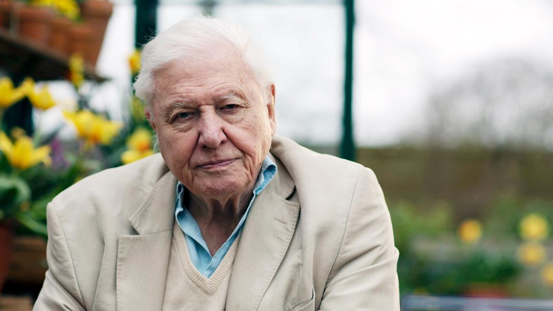 Background image for Attenborough's Wonder of Song