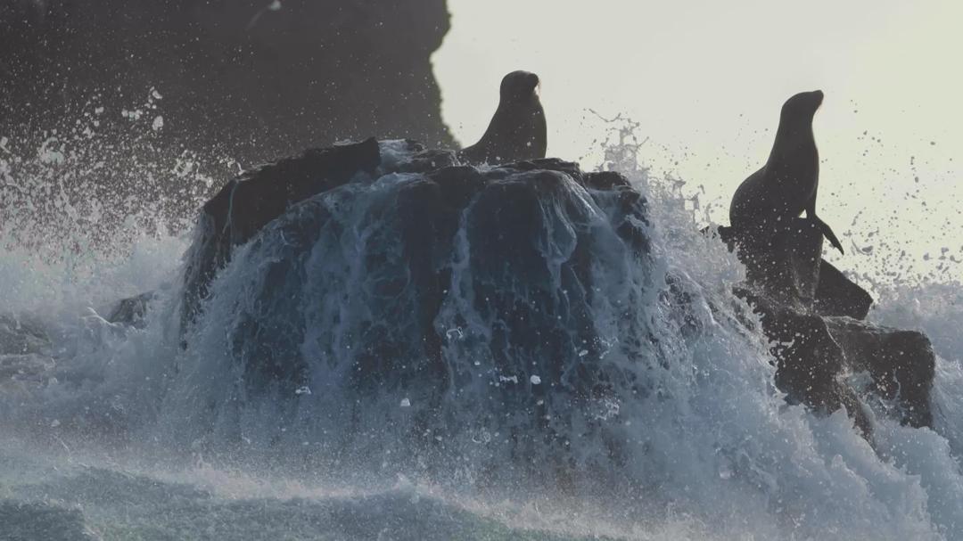 Background image for Sea Lions of the Galapagos