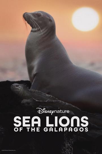 Galápagos oroszlánfókái poszter