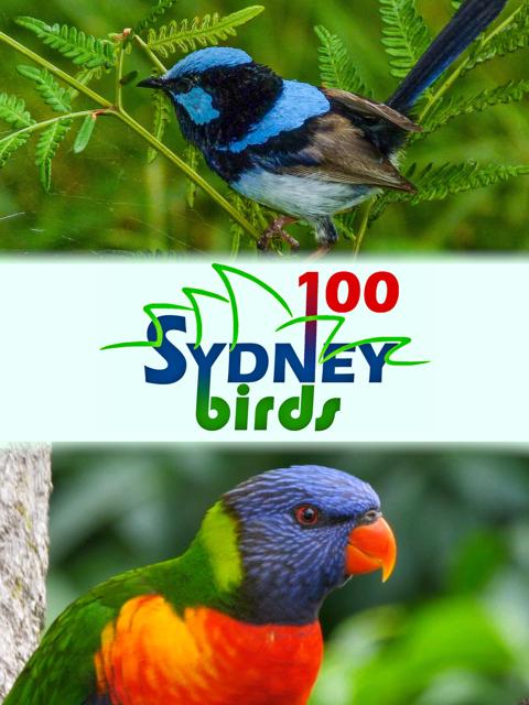 Movie poster for 100 Sydney Birds