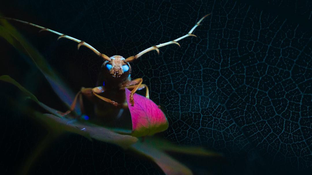 Background image for Mysterious Origins of Insects