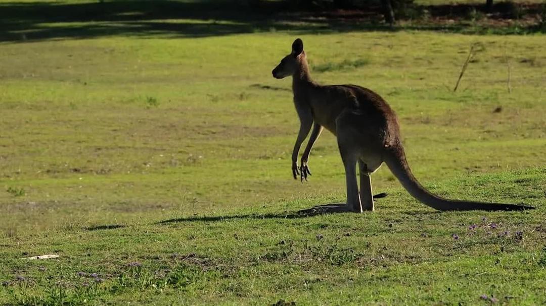Background image for Stunning Mammals and Birds: Australia