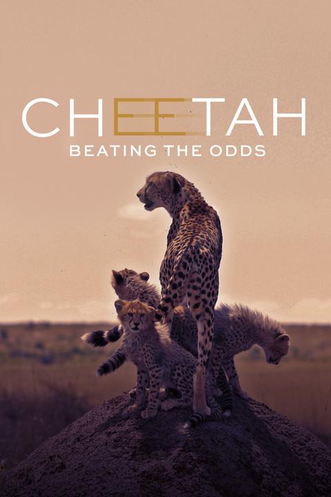 Poster för Cheetahs of the Linyanti