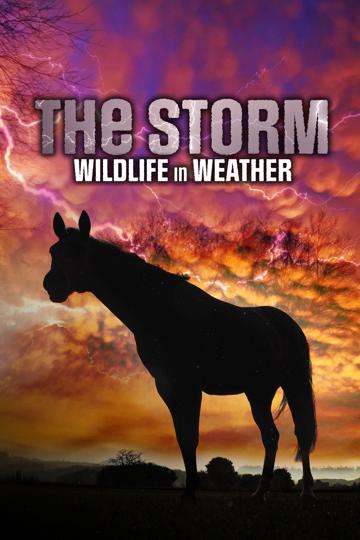 Storm poszter