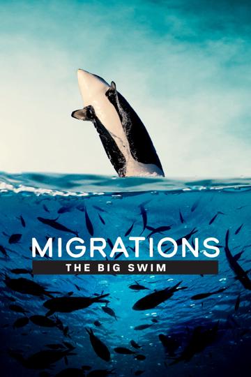 Migrations: The Big Swim poszter