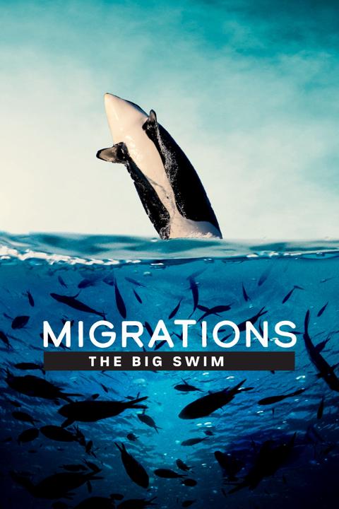 Poster för Migrations: The Big Swim