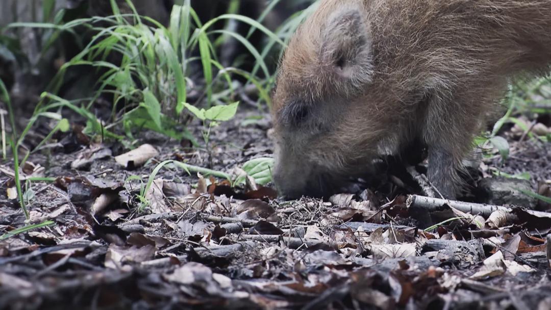 Background image for Wild Boar: The Comeback