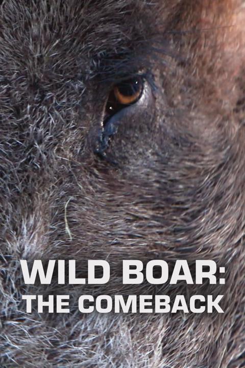 Movie poster for Wild Boar: The Comeback