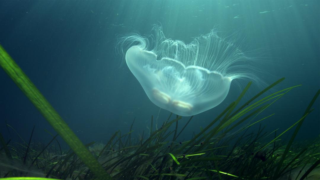 Background image for The Young Sea
