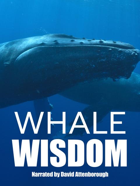 Poster för Whale Wisdom